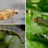 Listovi crne ribizle se kovrčaju: šta učiniti